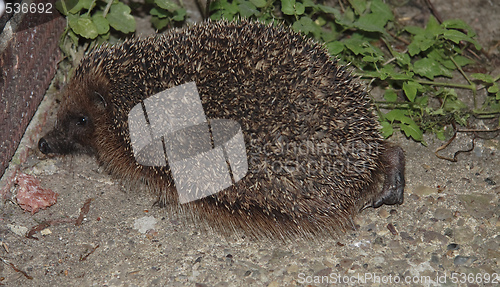 Image of hedgehog
