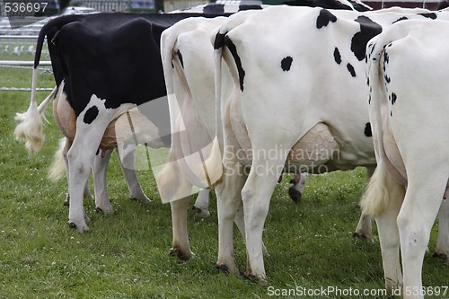 Image of cows rear ends 