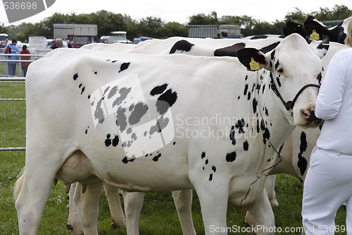 Image of cows on show