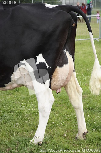 Image of cows rear ends 