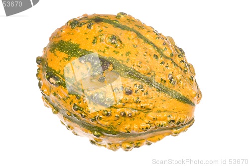 Image of Ornamental Squash 11