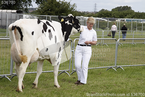 Image of cow being shown with a handler