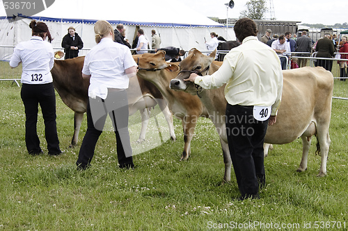 Image of Jersey cows 