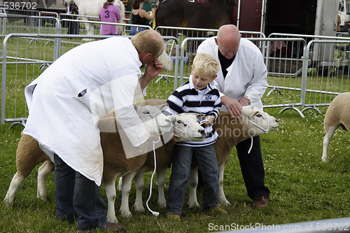 Image of showing sheep