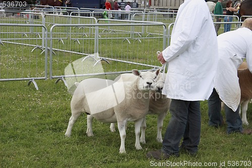 Image of showing sheep