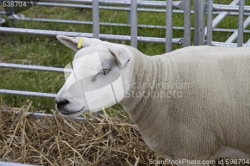 Image of sheep in a pen