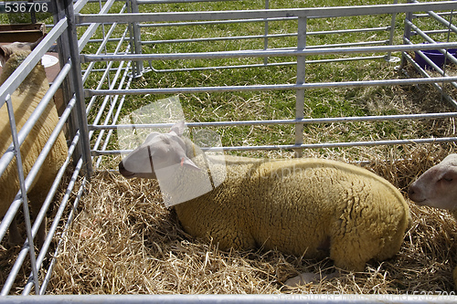 Image of sheep in a pen