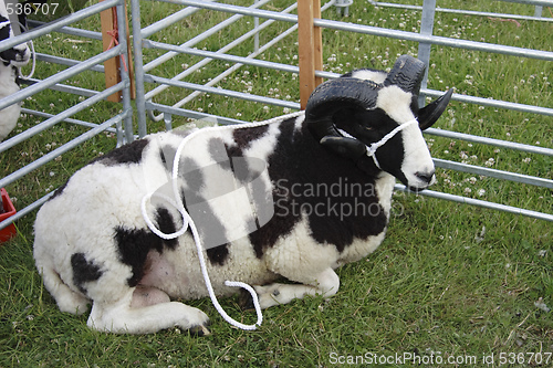 Image of goat at a show