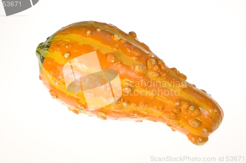 Image of Ornamental Squash 12