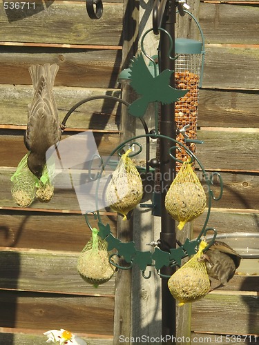 Image of starling feeding on fat balls