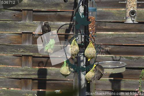 Image of starling feeding on fat balls