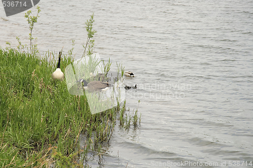 Image of geese in the grass bank