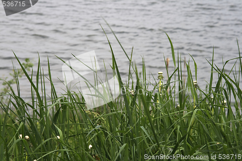 Image of grass infront of water