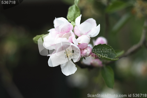 Image of apple blossom