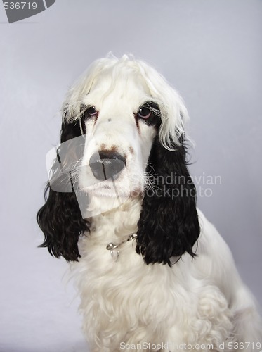 Image of black and white cocker spaniel