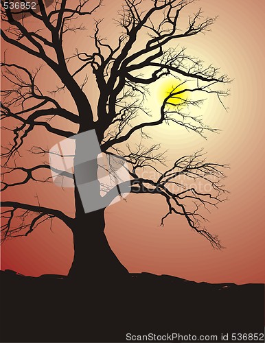 Image of Silhouette of an Old Tree in sunset
