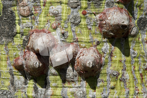 Image of ceiba tree - macro