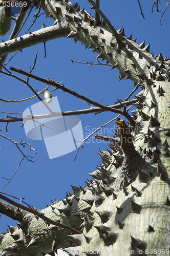 Image of ceiba tree - macro