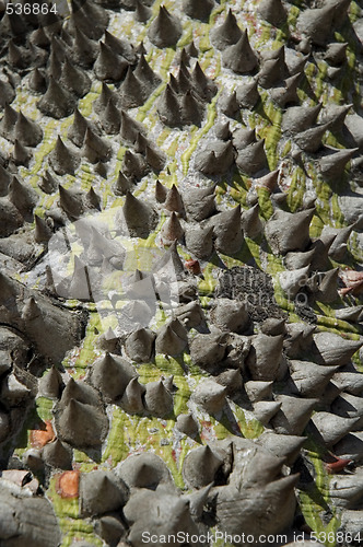 Image of ceiba tree - macro