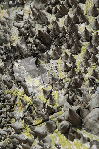 Image of ceiba tree - macro