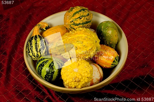 Image of Bowl of Ornamental Squash