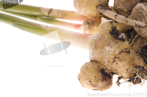 Image of fresh ginger root. plant