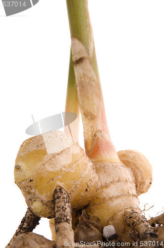 Image of fresh ginger root. plant