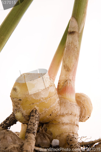 Image of fresh ginger root. plant