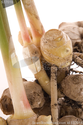 Image of fresh ginger root. plant