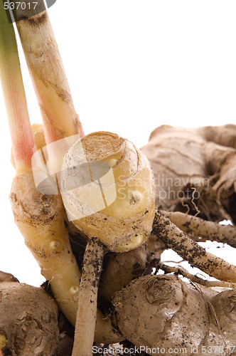 Image of fresh ginger root. plant