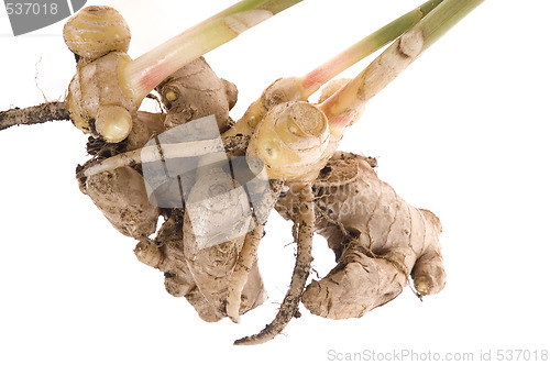 Image of fresh ginger root. plant