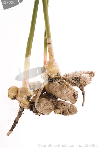 Image of fresh ginger root. plant