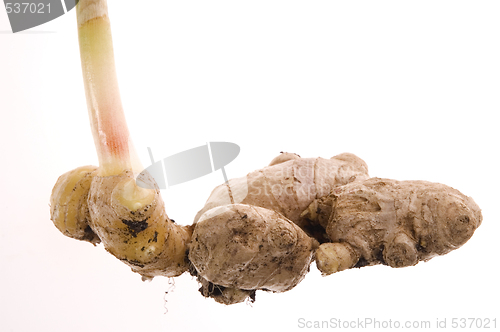 Image of fresh ginger root. plant