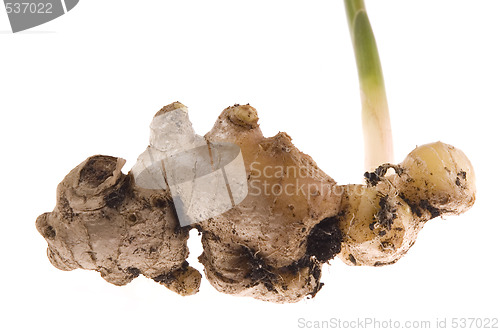 Image of fresh ginger root. plant