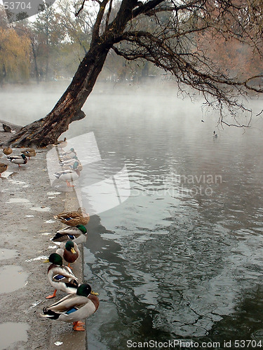 Image of Ducks on a Thermal Lake