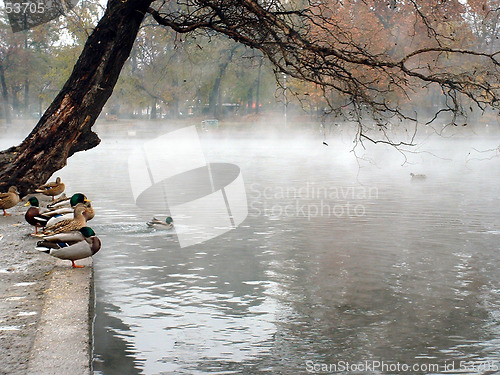 Image of Ducks on a Thermal Lake 2