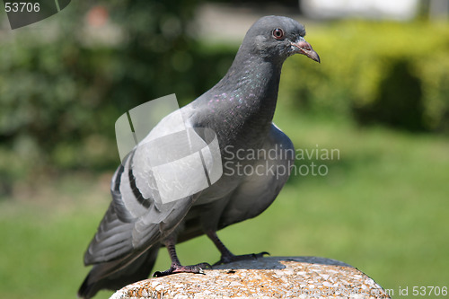 Image of Pigeon 1