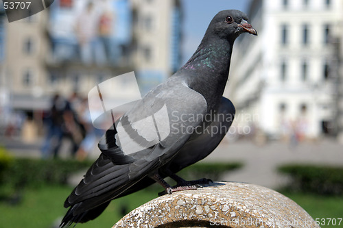 Image of Pigeon 2