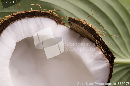 Image of open coconut and green leaf. exotic