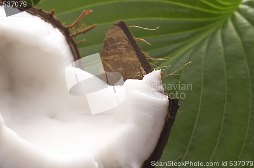Image of open coconut and resh green leaf