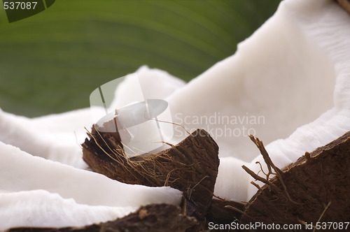 Image of open coconut and green leaf. exotic