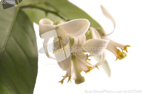 Image of blossoming lemon tree