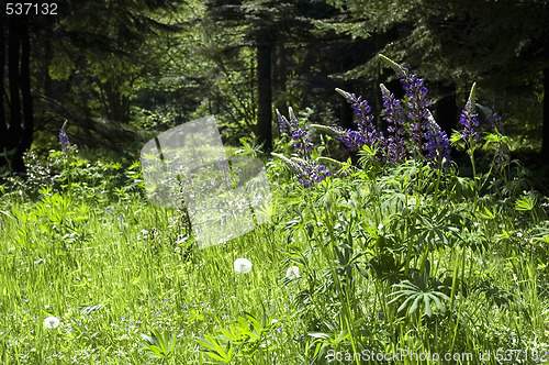Image of summer scenic. forest and flowers