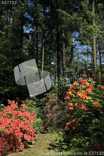 Image of summer scenic. forest and flowers