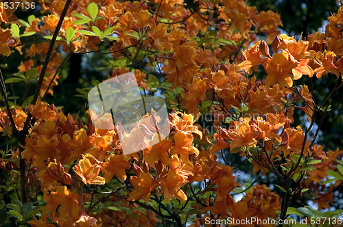 Image of summer scenic. flowers