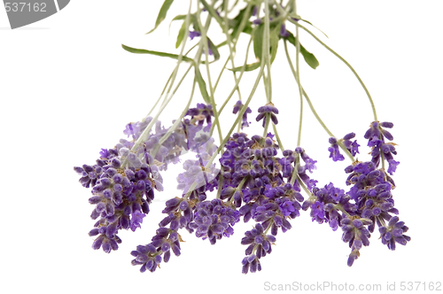 Image of lavender