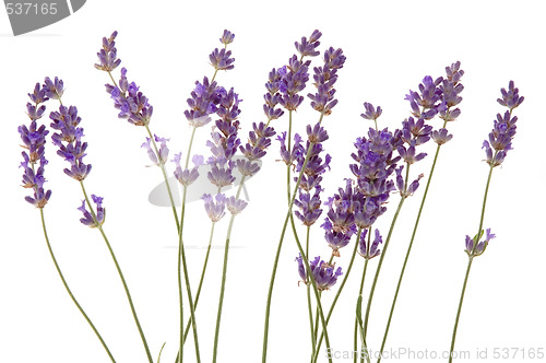 Image of lavender