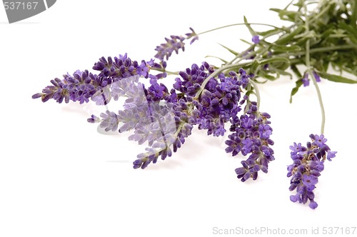 Image of lavender bath