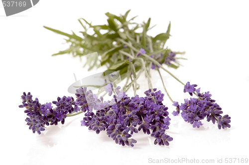 Image of lavender
