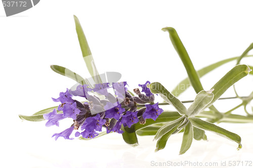 Image of lavender